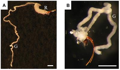 Gall Wasp Transcriptomes Unravel Potential Effectors Involved in Molecular Dialogues With Oak and Rose